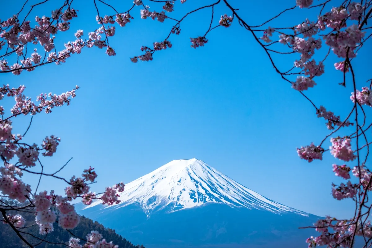 Sakura